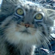 Avatar snapshot