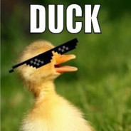 duck