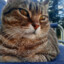 This is my cat