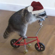 one festive raccoon