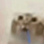 bot