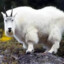 Mountain Goat