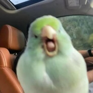 sizkimefckdiyorsunuz