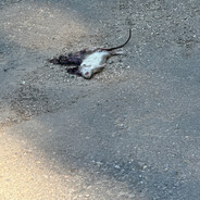 ем гавно за баши