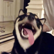 厚汝直布罗陀馒头彼