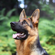 MAINIAC GUNNER (ENG/GB)