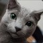 Russian blue