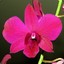 Scarlett Orchidd
