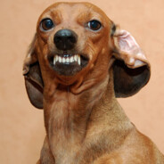 spicywiener
