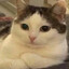 meow
