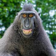 MACAQUITO #TEAMRAZER