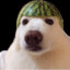 dog with a melon hat