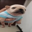 pibble the captured