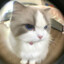 https.sxn