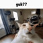 guh??