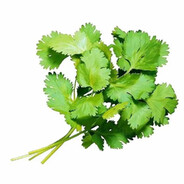 那年冬天小雪羊死了