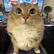 Kitty,u can has cheese burger