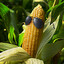 Cornman