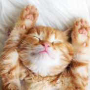 kendrick lamar *******