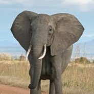 Печень слона