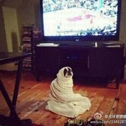 会唱歌的小黄鹂