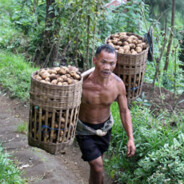 Petani Kentang