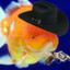 Feesh