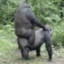 Gorilla Riding Gorilla(Gone wet)