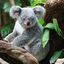 koalabear007