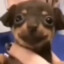 gatito