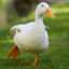 TheGirlWhoIsDuck