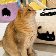 真的好喜欢止鱼与鲤★