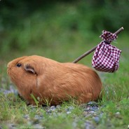 Free skins \ Check profile