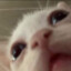dee