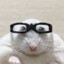 hamsterglasses