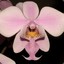 phalaenopsis89