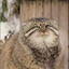 Pallas_Cat