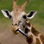 Giraffe&#039;s Gracefulness