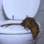 Unflushed Rat