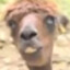 Captain Camel