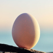 eggs