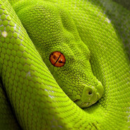 Snakee - steam id 76561198450755524