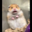 intangiblehamster