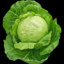 cabbage