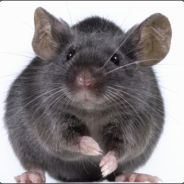 rat0