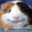 ✪ Randy #New Hamster (I suck)'s avatar