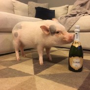 偷偷尝一口屎