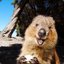 Quokka