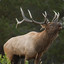 Elk