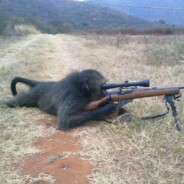 Sniper Monkey